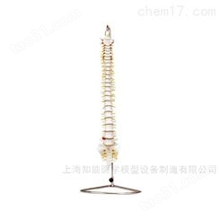 人体脊柱模型-脊椎结构模型-脊柱骨骼模型