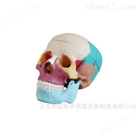 自然彩色成人头骨模型-彩色头骨模型-头骨彩色结构模型