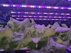 led植物灯多肉蔬菜植物补光灯